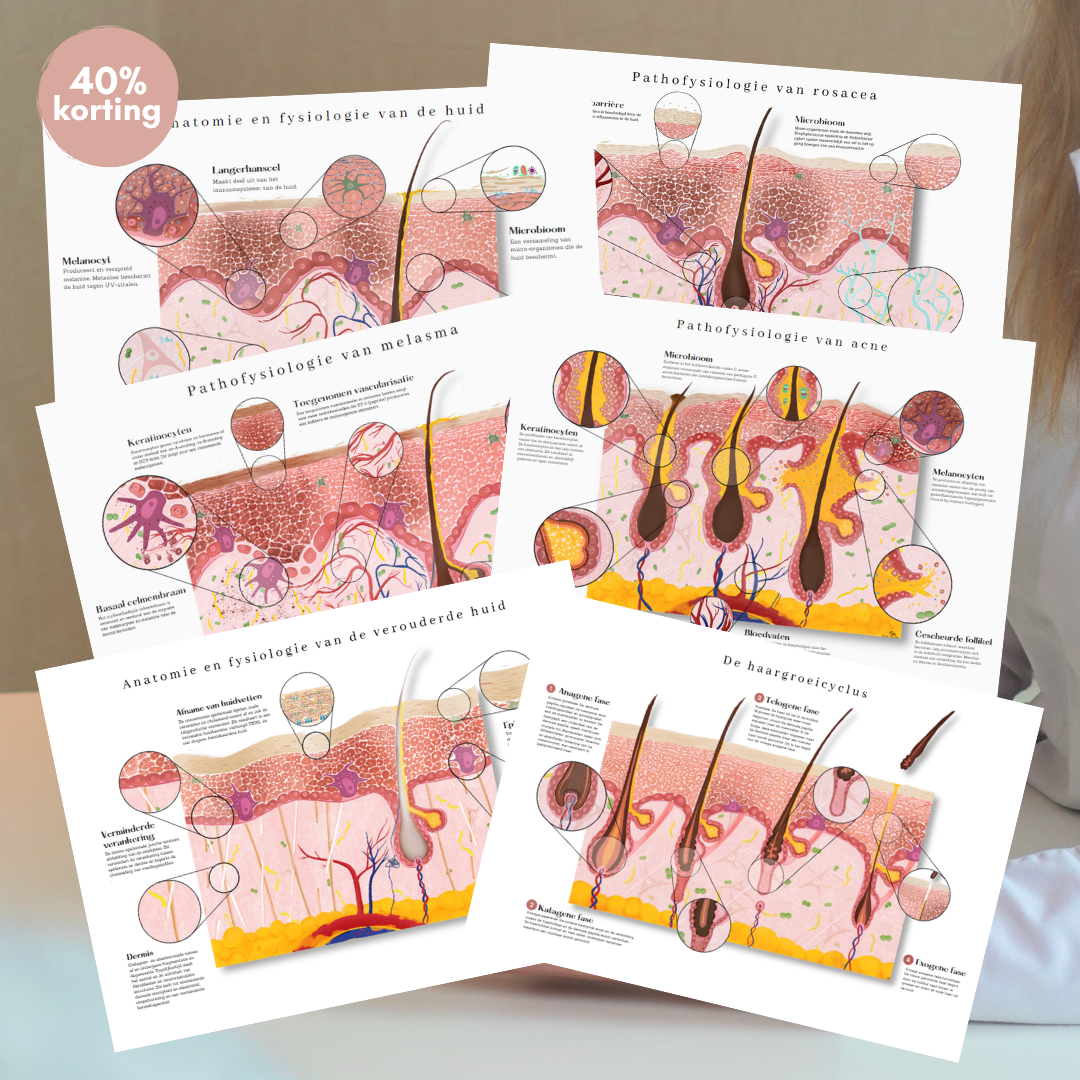 Bundel 6 huidkaarten: melasma, rosacea, acne, anatomie en fysiologie van de huid, de haargroeicyclus en de anatomie en fysiologie van de verouderde huid