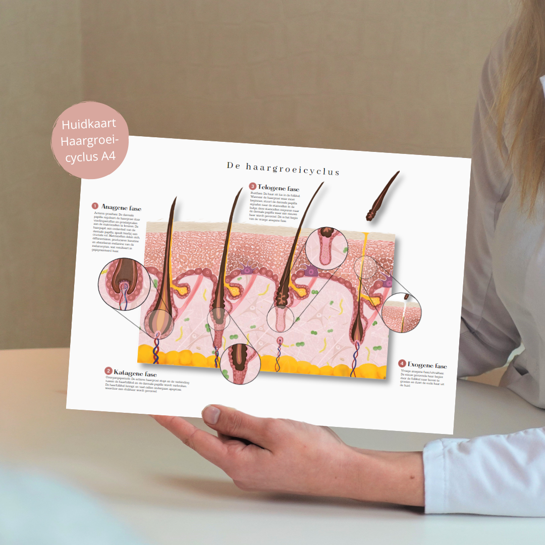Haargroeicyclus huidkaart: gedetailleerde anatomische fysiologie - educatief hulpmiddel